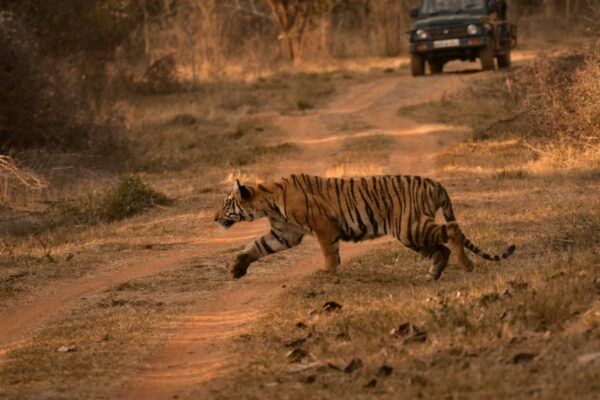 India Wildlife & Heritage Grand Tour — 19 Days