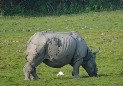 Living Root Bridges, Rhinos & Naga Tribes