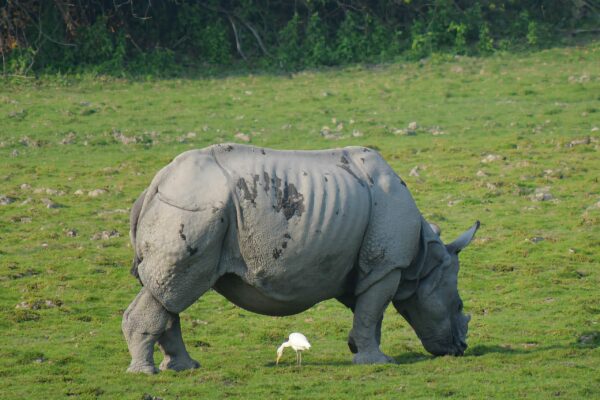 Living Root Bridges, Rhinos & Naga Tribes
